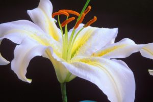 oriental, Lilies, White, Flowers