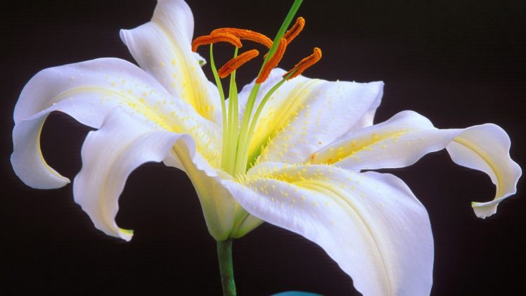 oriental, Lilies, White, Flowers HD Wallpaper Desktop Background