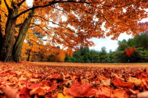 landscapes, Nature, Trees, Autumn,  season , Red, Forest, Orange, Canada, Parks, Fallen, Leaves, Autumn