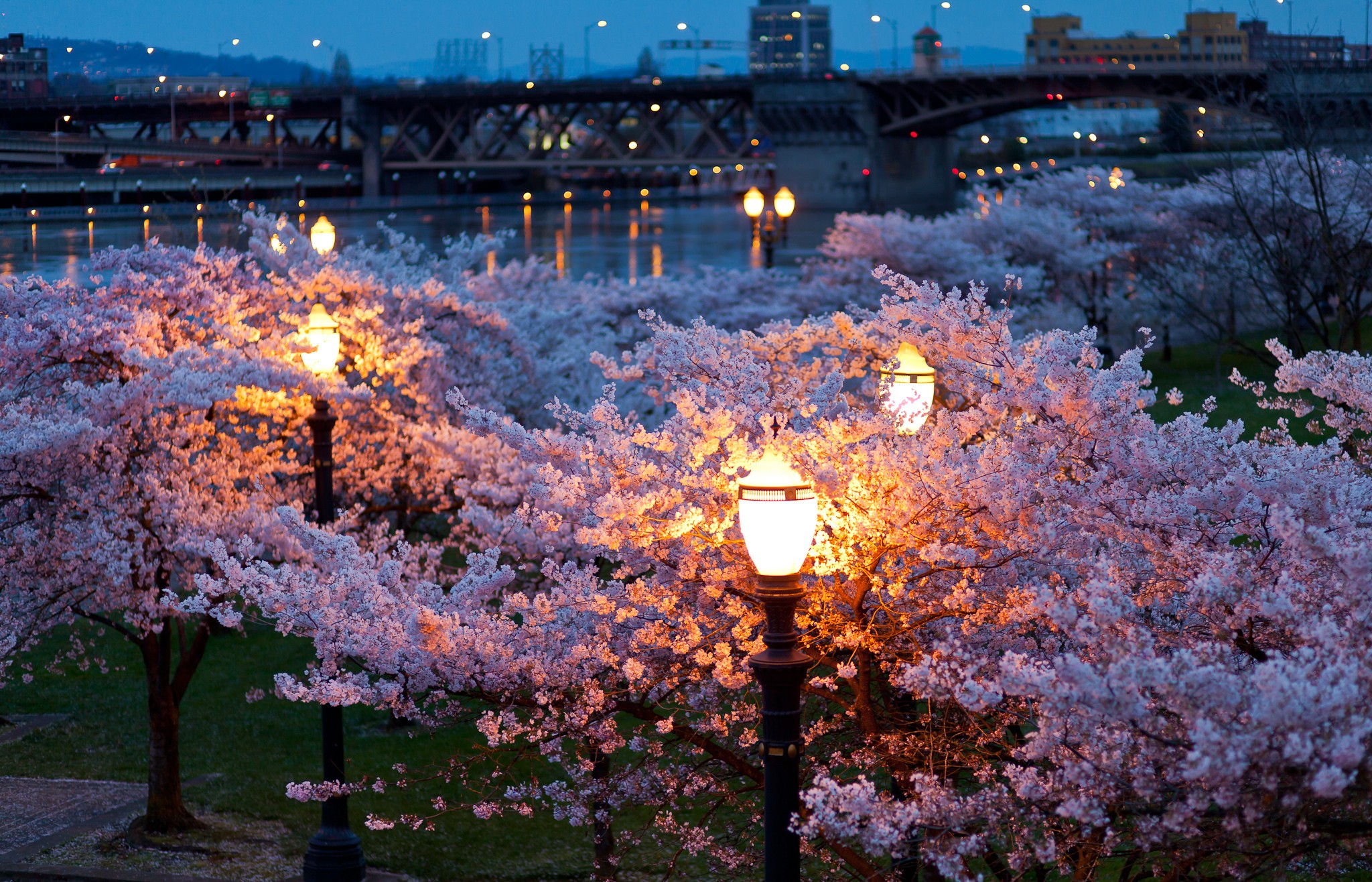 trees, Cityscapes, Night, Lights, Bridges, Spring,  season , Parks, Rivers Wallpaper