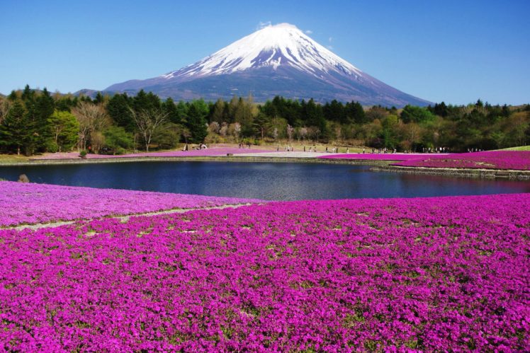 landscapes, Nature, Mount, Fuji, Flowers HD Wallpaper Desktop Background