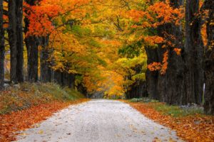 autumn, Nature, Path, Leaves, Mountain, Fall, Colorful, Trees, Road