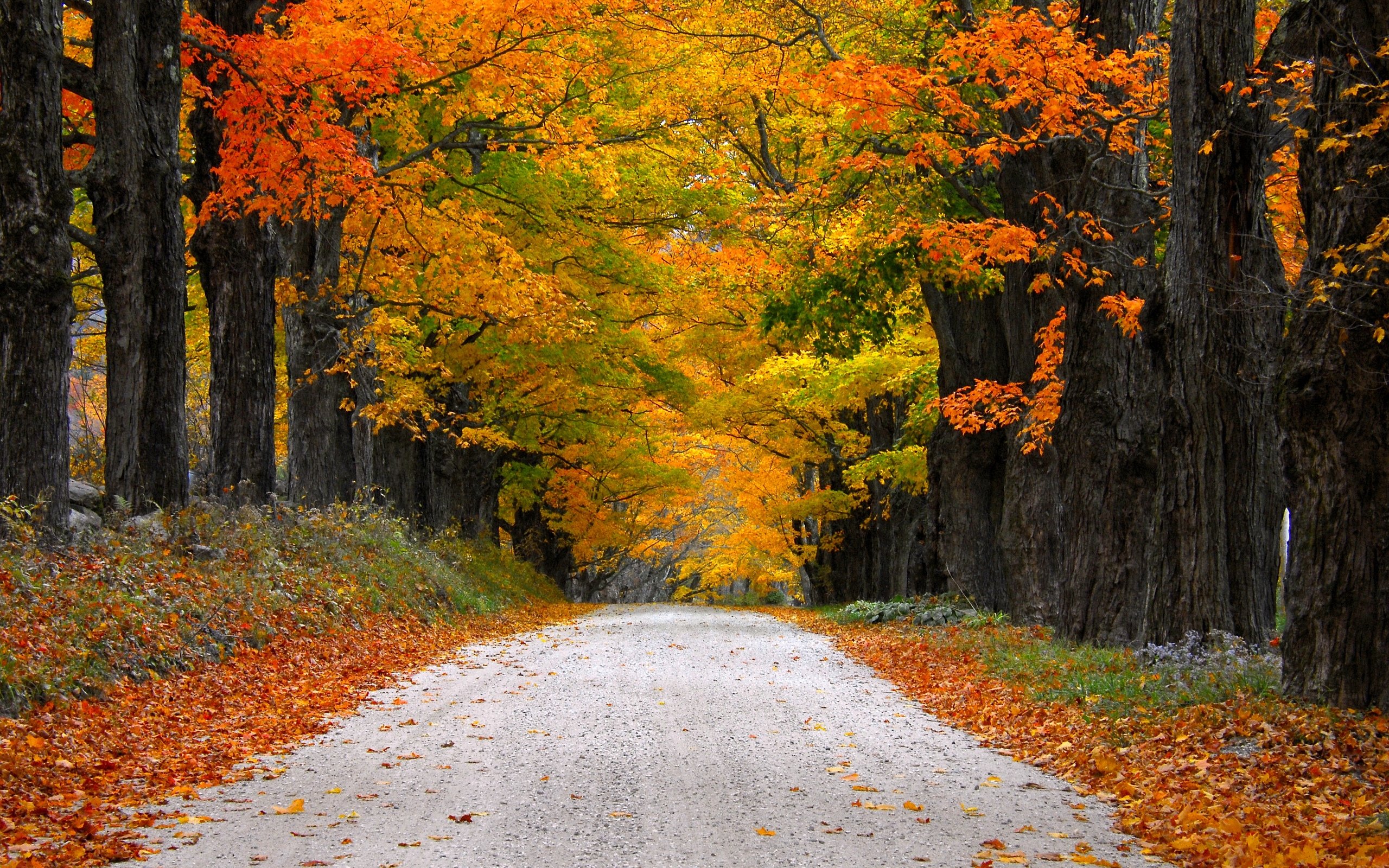 Road Surrounded By Trees With Colorful Leaves During Fall
