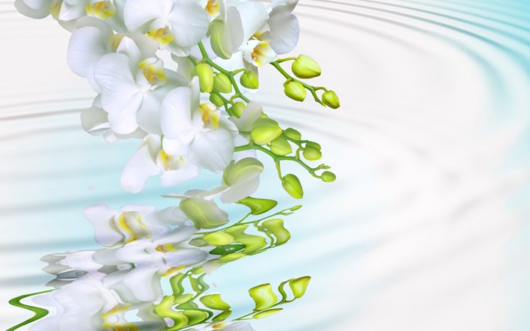 macro, Tenderness, White, Water, Splash, Phalaenopsis, Petals, Beauty, Flowers, Orchid, Branch, Bokeh HD Wallpaper Desktop Background