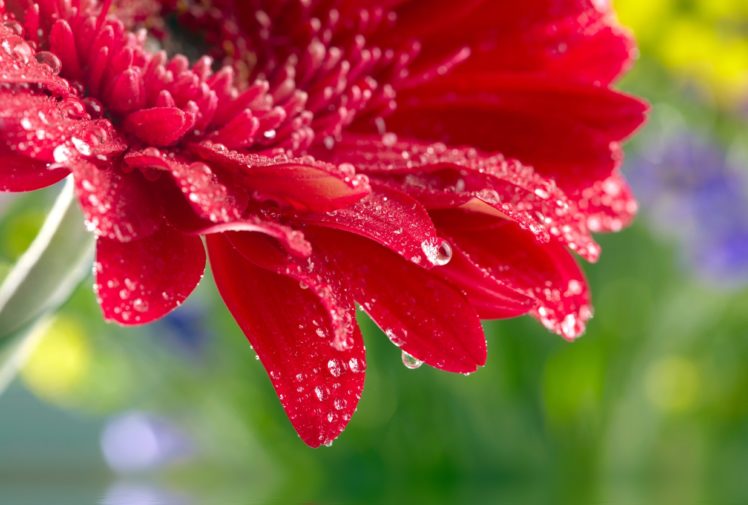 red, Daisy, Gerbera, Close, Up, Rose, Flower, Water, Drops HD Wallpaper Desktop Background