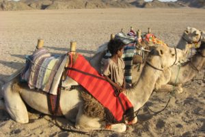 camels, Desert, Egypt, Boy, Relaxation, Camel