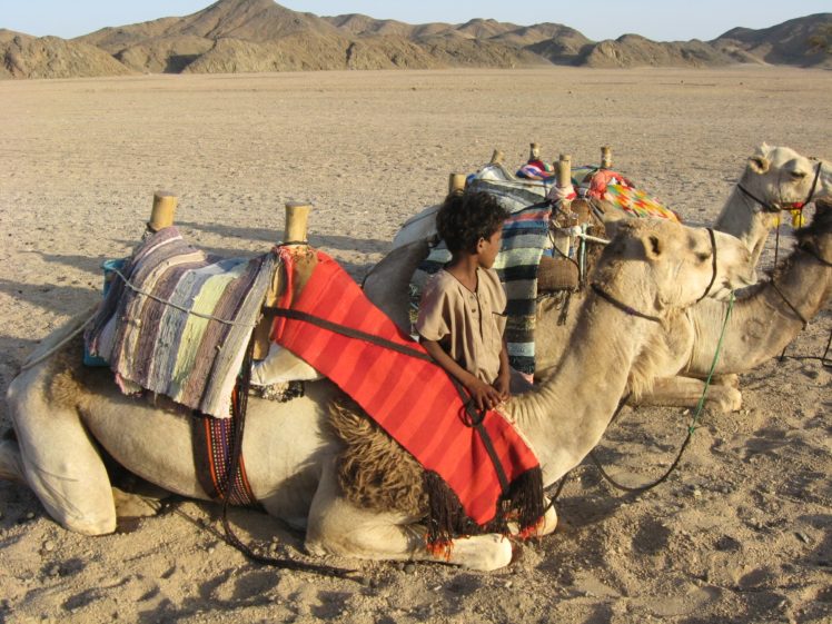 camels, Desert, Egypt, Boy, Relaxation, Camel HD Wallpaper Desktop Background