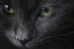 cat, Portrait, Eyes, Gray, Cat