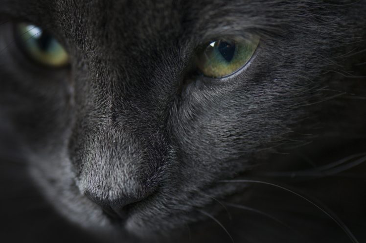 cat, Portrait, Eyes, Gray, Cat HD Wallpaper Desktop Background
