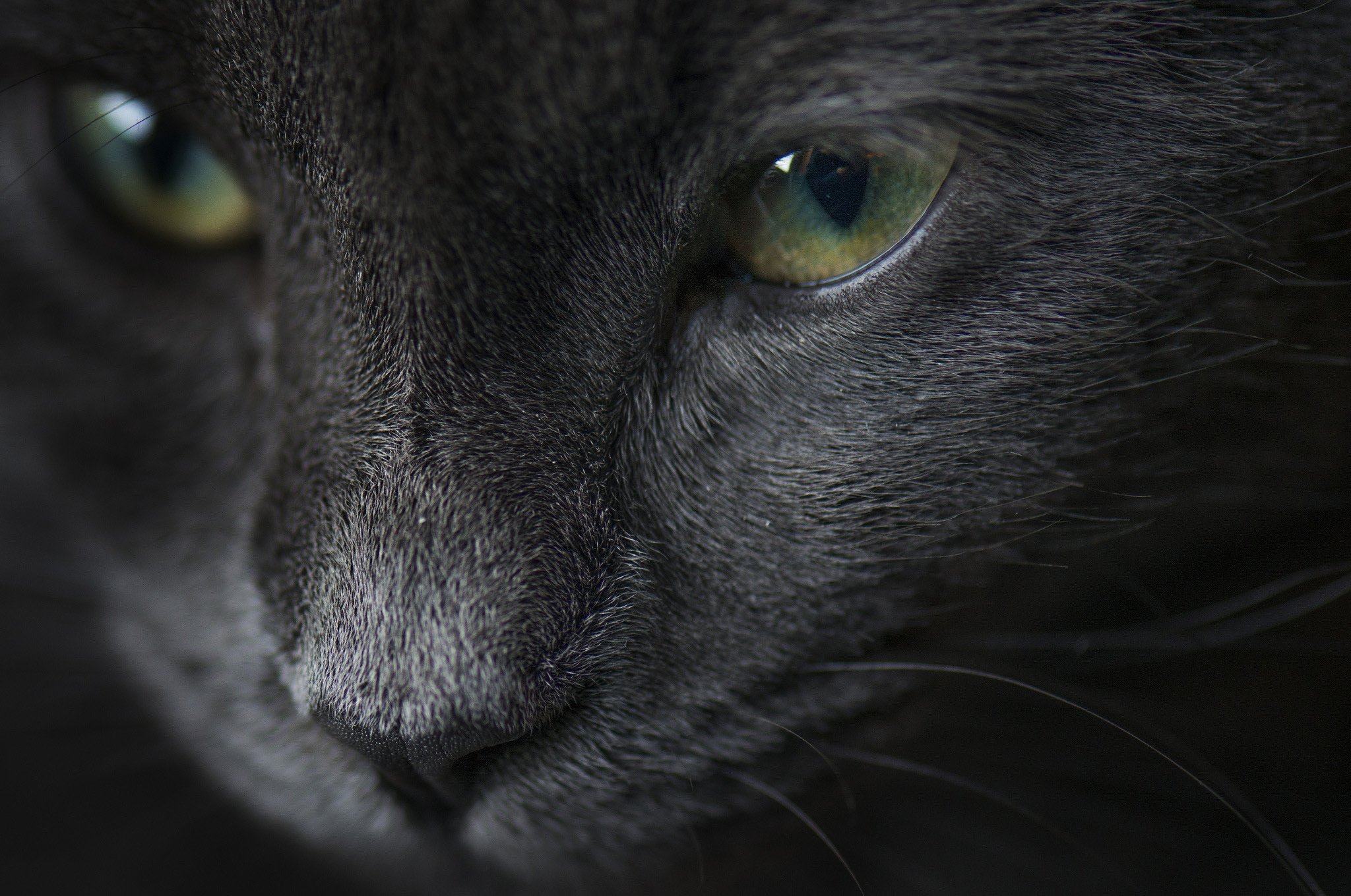 cat, Portrait, Eyes, Gray, Cat Wallpaper