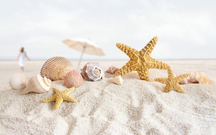 summer, Sea, Shells HD Wallpaper Desktop Background