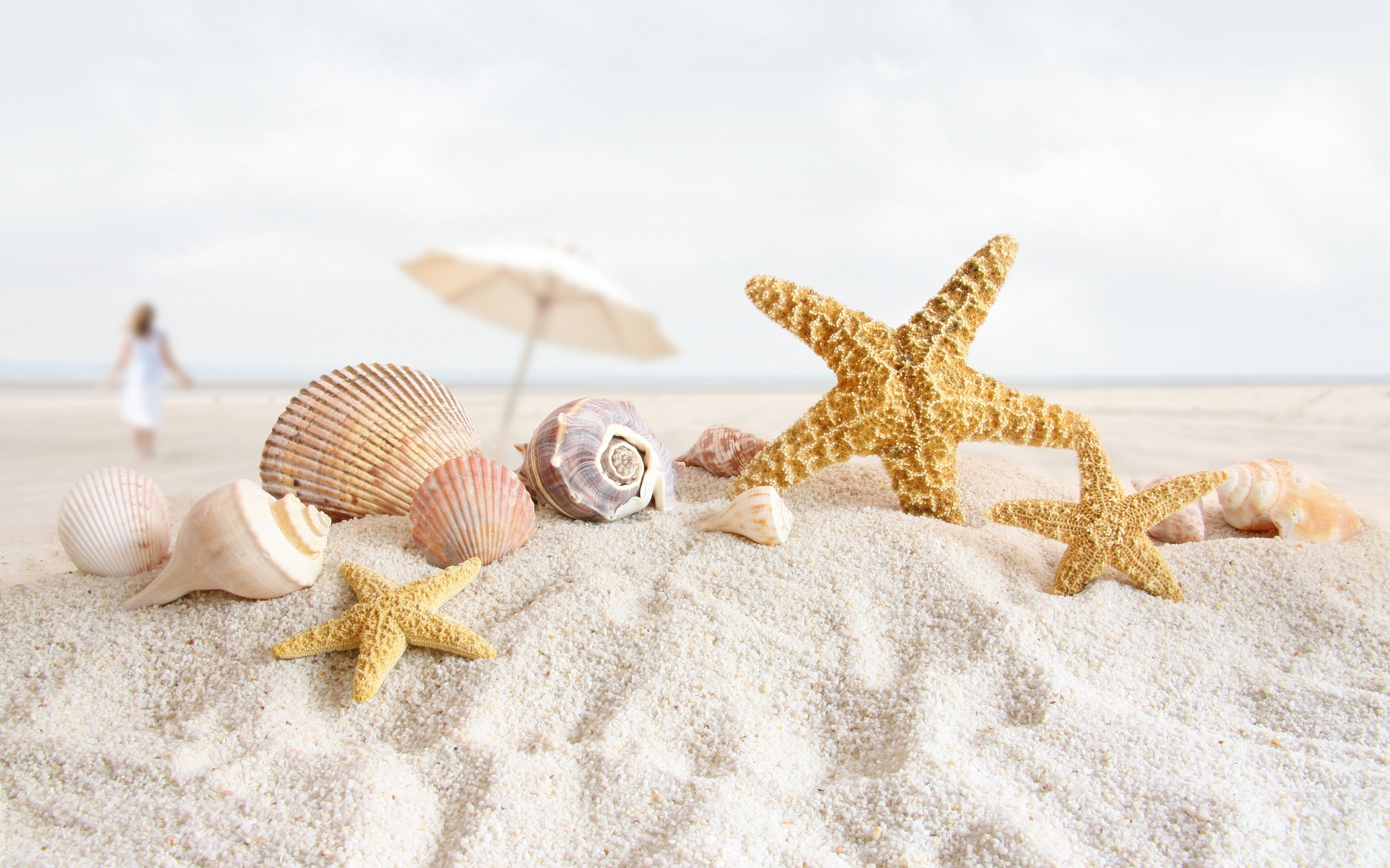 summer, Sea, Shells Wallpaper