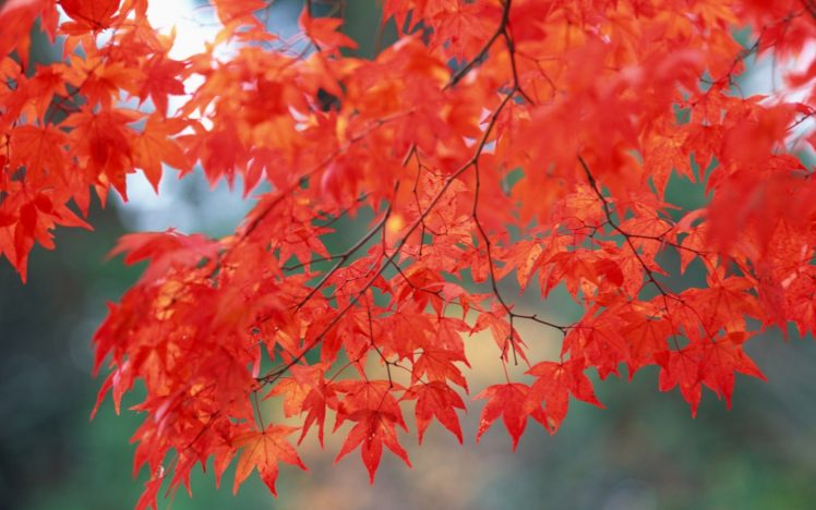 nature, Trees, Autumn,  season HD Wallpaper Desktop Background