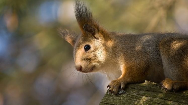 animals, Squirrels, Mammals HD Wallpaper Desktop Background