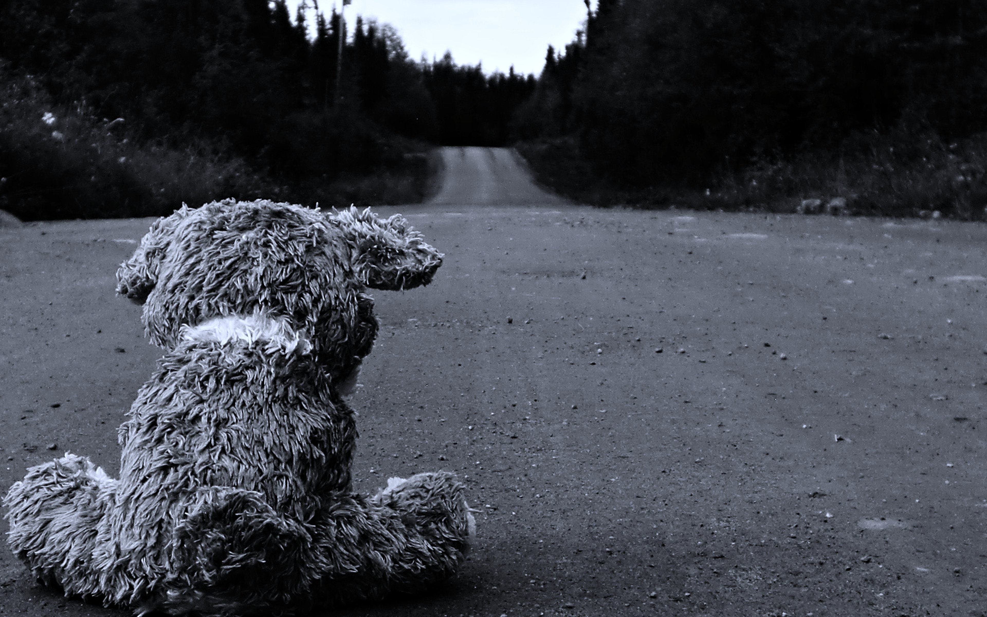 sad, Roads, Stuffed, Animals, Monochrome, Teddy, Bears, Blackandwhite, Landscape, Forest, Lonely, Quiet Wallpaper