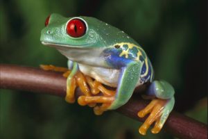 red eyed, Tree, Frog