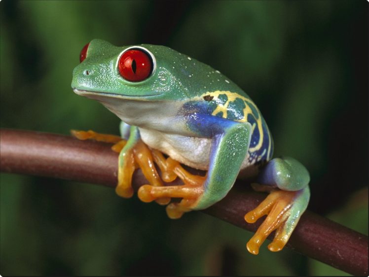 red eyed, Tree, Frog HD Wallpaper Desktop Background