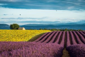 lavender, France, Provence, Field