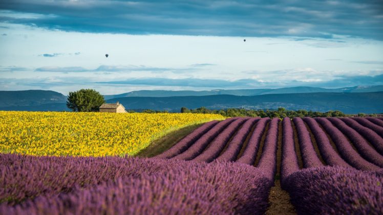 lavender, France, Provence, Field HD Wallpaper Desktop Background