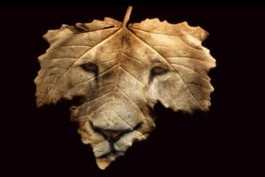 leaf, Wildlife, Lions, Faces, Photomanipulation
