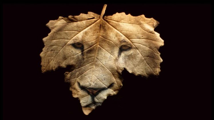 leaf, Wildlife, Lions, Faces, Photomanipulation HD Wallpaper Desktop Background
