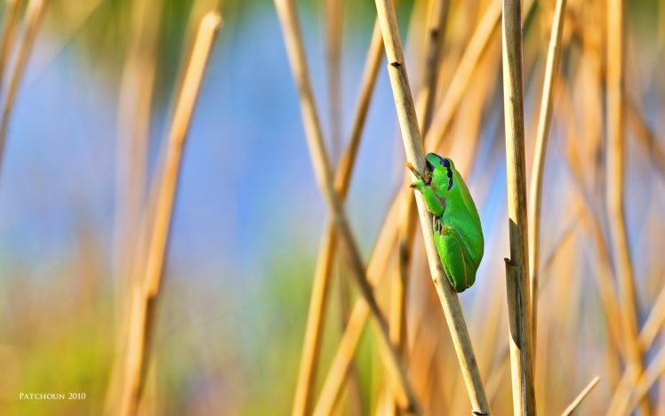 nature, Frogs, Amphibians HD Wallpaper Desktop Background