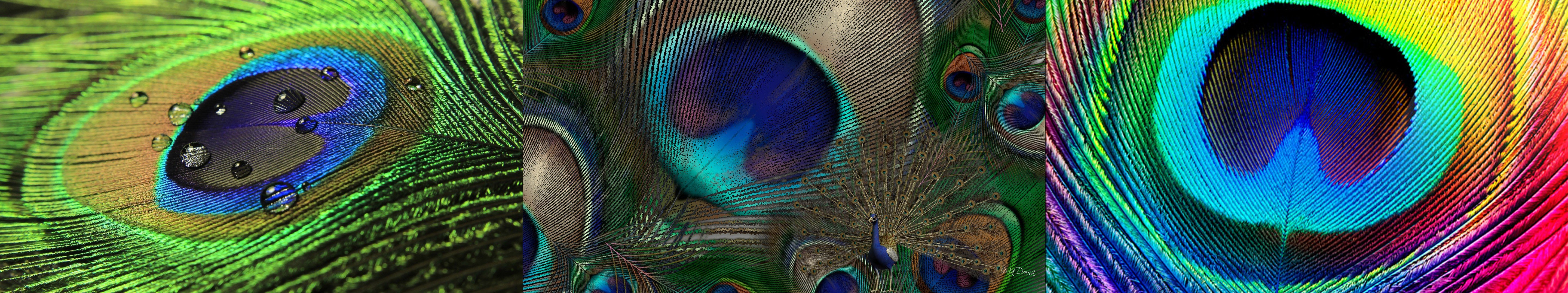 wallpaper, Triple, Multi, Multiple, Monitor, Screen, Paon, Peacock, Plumage Wallpaper