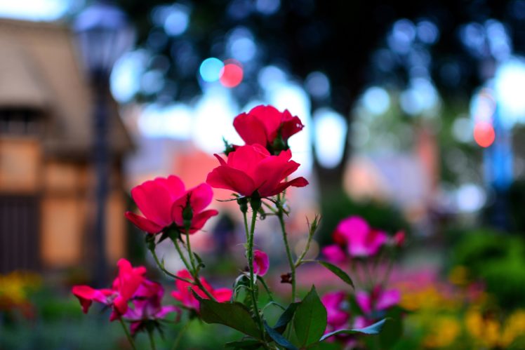 nature, Flowers, Epcot, Macro, Roses HD Wallpaper Desktop Background