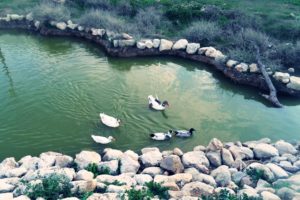ducks, Birds, Lakes, Gardens, Rocks, Landscapes, Nature, Swim, Fun, Joy, Tebessa, Algeria, Africa