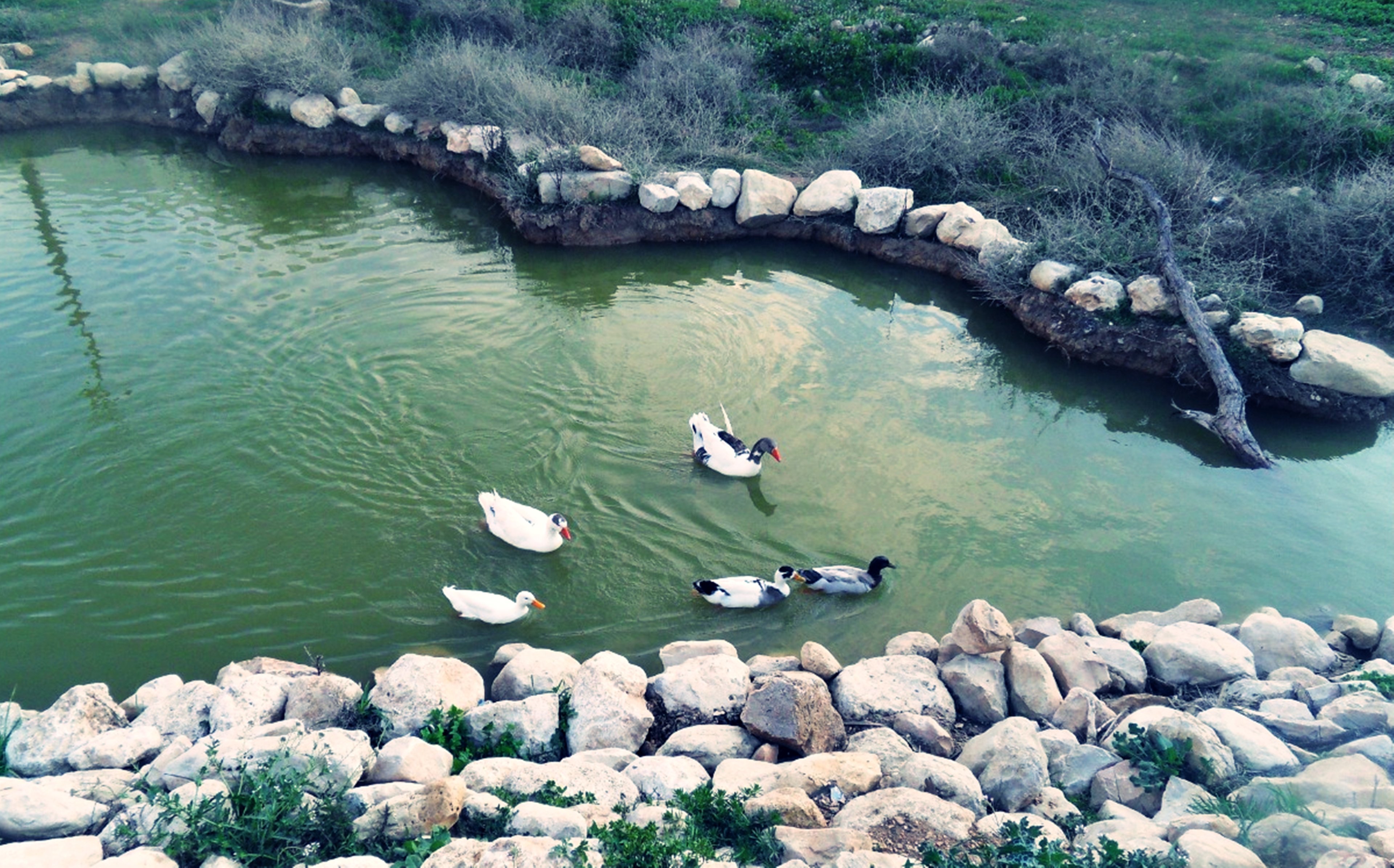 ducks, Birds, Lakes, Gardens, Rocks, Landscapes, Nature, Swim, Fun, Joy, Tebessa, Algeria, Africa Wallpaper