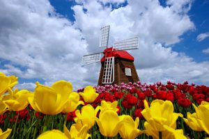 nature, Windmill, Sky, Clouds, Spring, Flowers, Tulips, Nature, Landscaps, Roses, Red, Yellow, Beauty