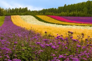 fields, Flowers, Landscapes