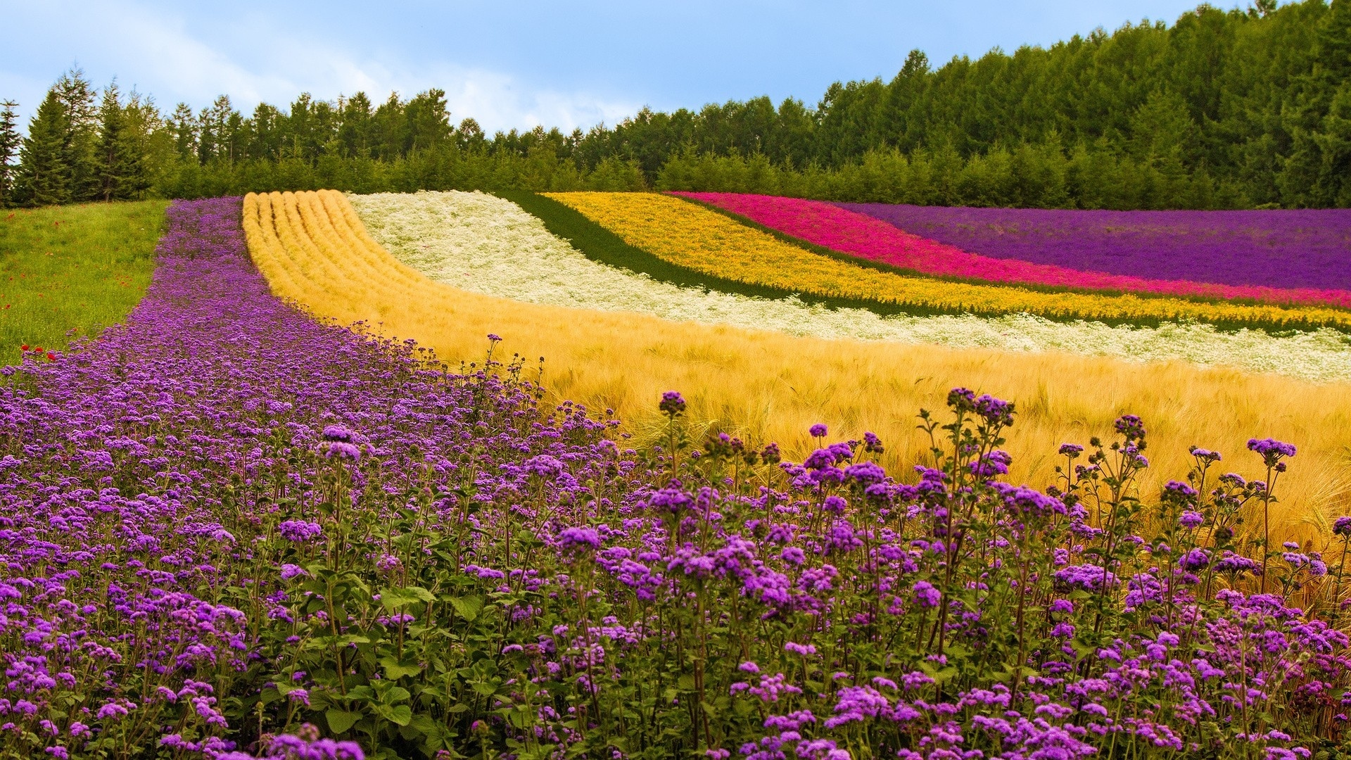 fields, Flowers, Landscapes Wallpaper