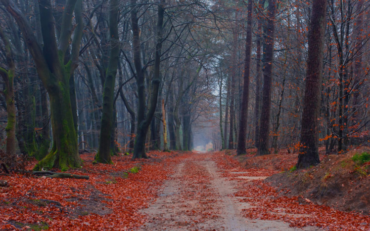 moss, Trees, Wood, Leaves, Autumn, Road HD Wallpaper Desktop Background