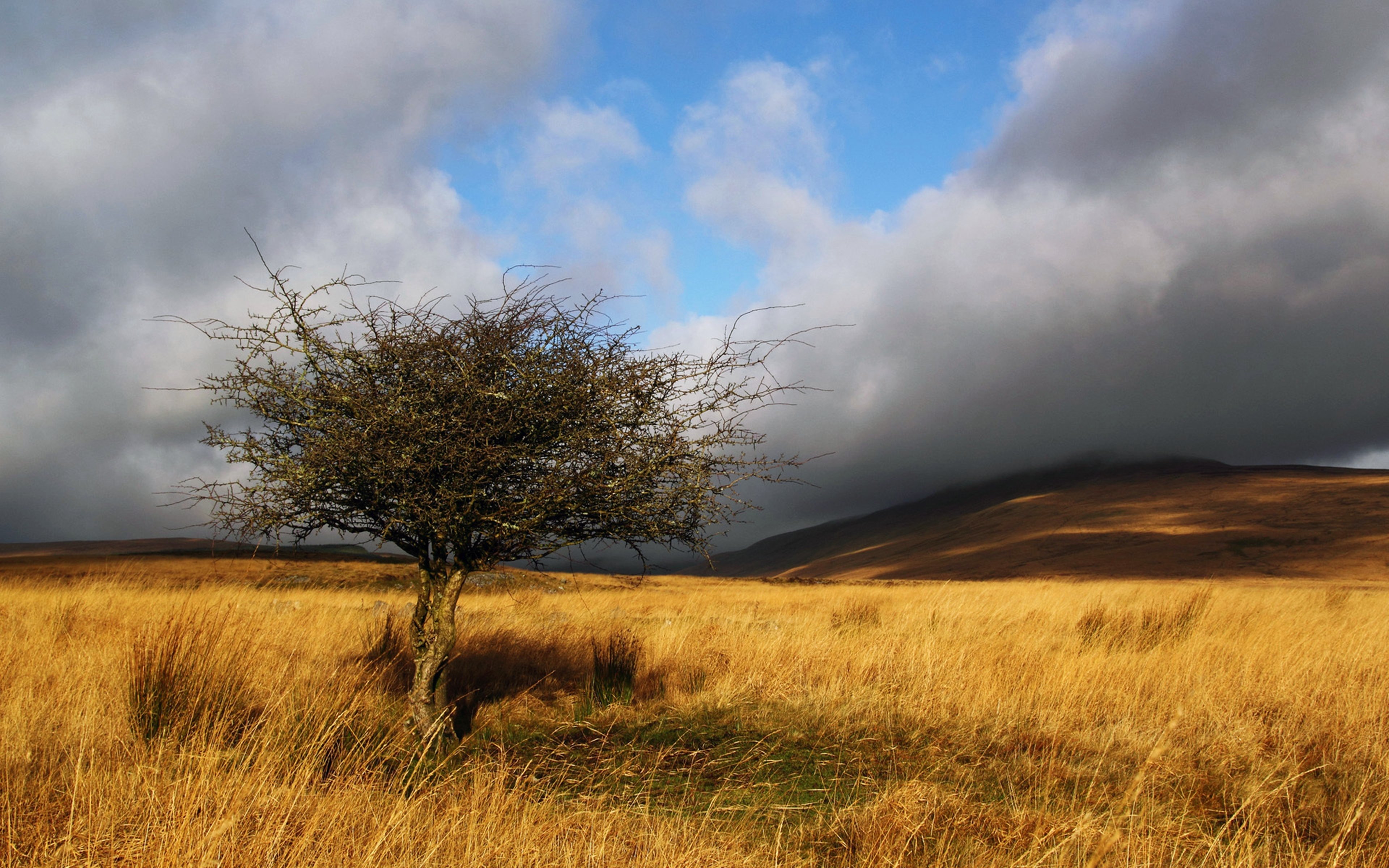 trees, Fields, Countryside, Landscapes, Nature, Sky, Clouds, Summer, Hills Wallpaper
