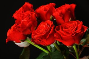red, Roses, Flower, Bouquet, Love, Romance, Emotions, Girls, Lovers, Couples, Woman, Happy