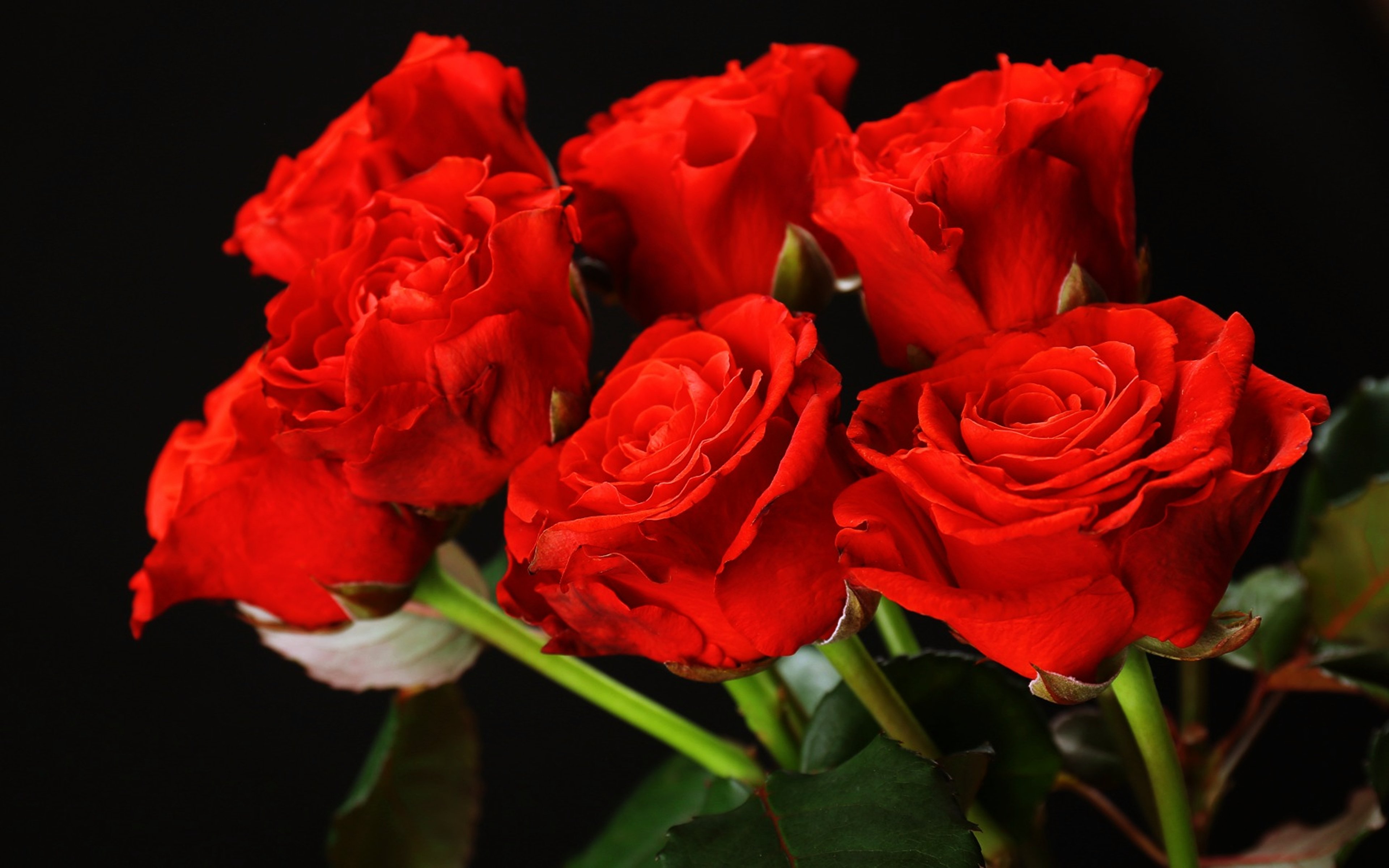 red, Roses, Flower, Bouquet, Love, Romance, Emotions, Girls, Lovers, Couples, Woman, Happy Wallpaper