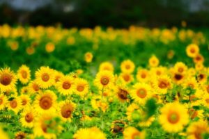 summer, Sunflowers, Flowers, Yellow