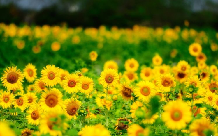 summer, Sunflowers, Flowers, Yellow HD Wallpaper Desktop Background