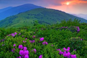 sunset, Mountains, Plants, Flowers