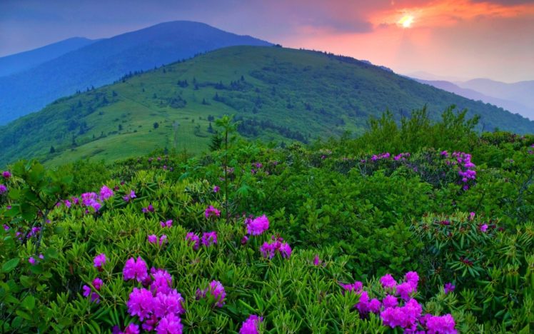 sunset, Mountains, Plants, Flowers HD Wallpaper Desktop Background