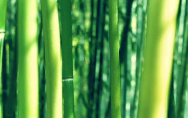 nature, Bamboo, Depth, Of, Field HD Wallpaper Desktop Background