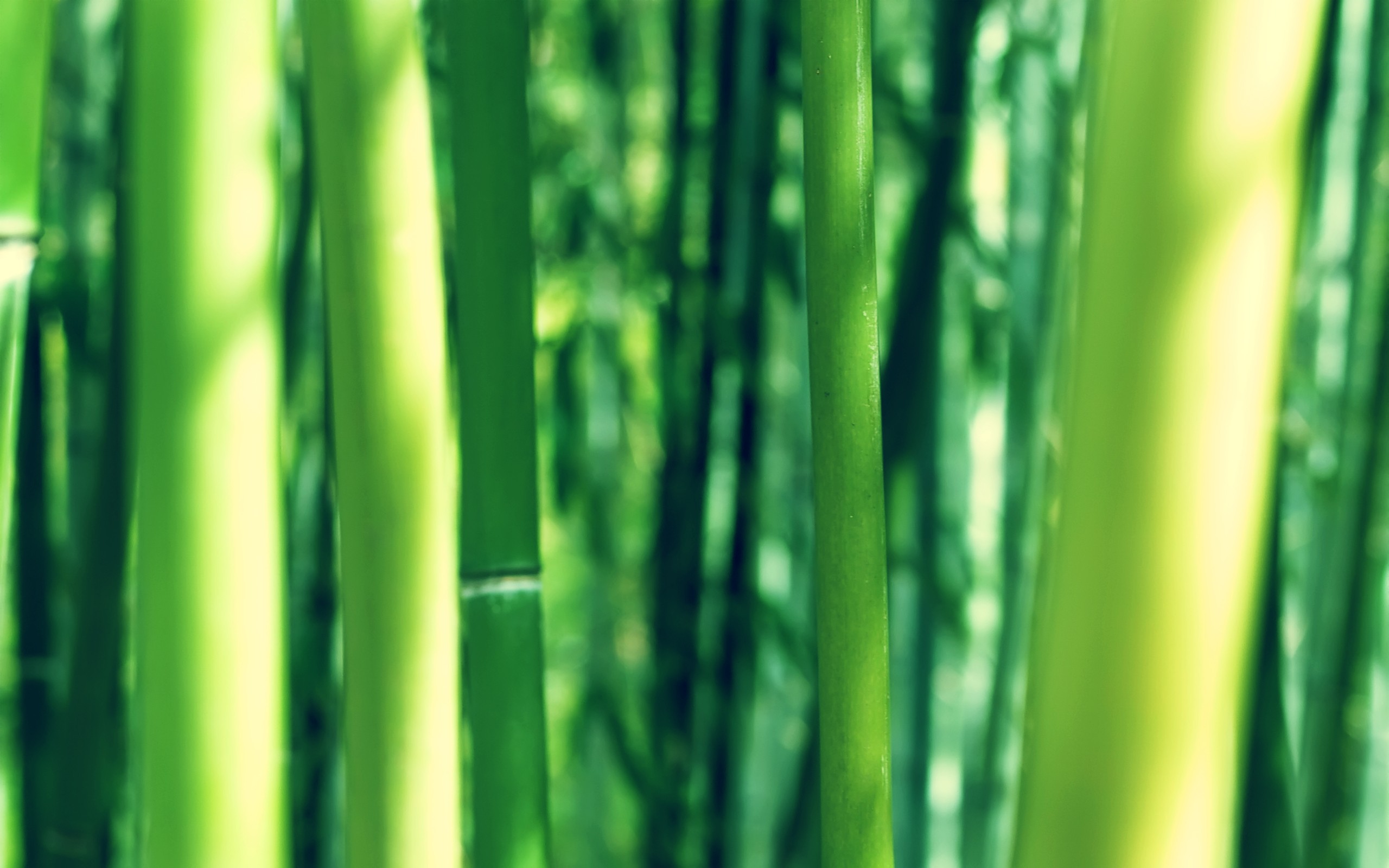 nature, Bamboo, Depth, Of, Field Wallpaper