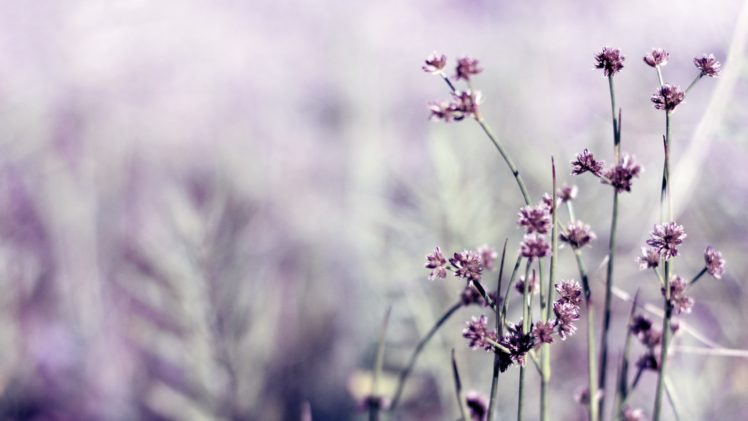 nature, Flowers, Macro, Depth, Of, Field HD Wallpaper Desktop Background