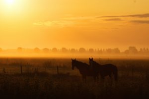 horses, Animals, Farms, Nature, Landscapes, Earth, Summer, Trees, Countryside, Fields, Sunset, Orange, Sky, Clouds