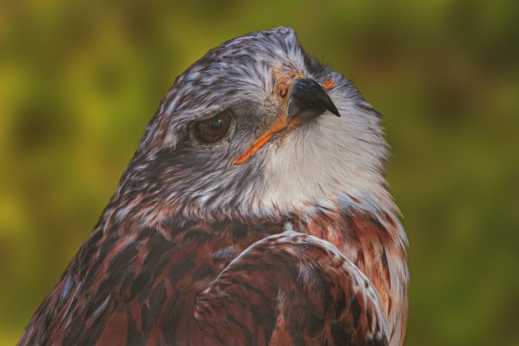hawk, Bird, Predator, Portrait HD Wallpaper Desktop Background