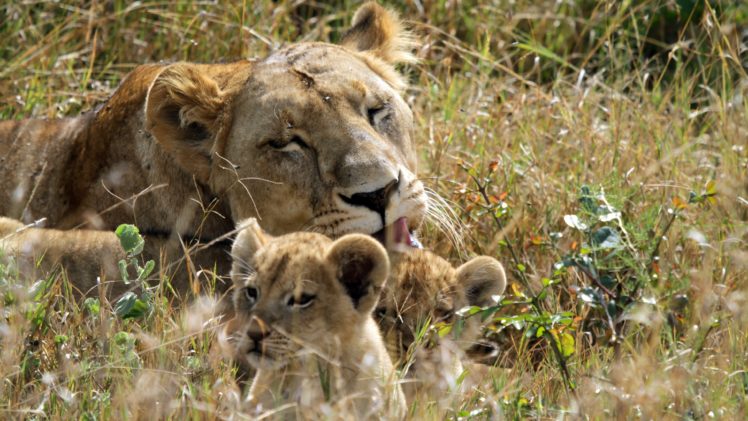 lion, Lions, Predator, Carnivore, Cat, Cats, Baby, Cub, Kitten HD Wallpaper Desktop Background