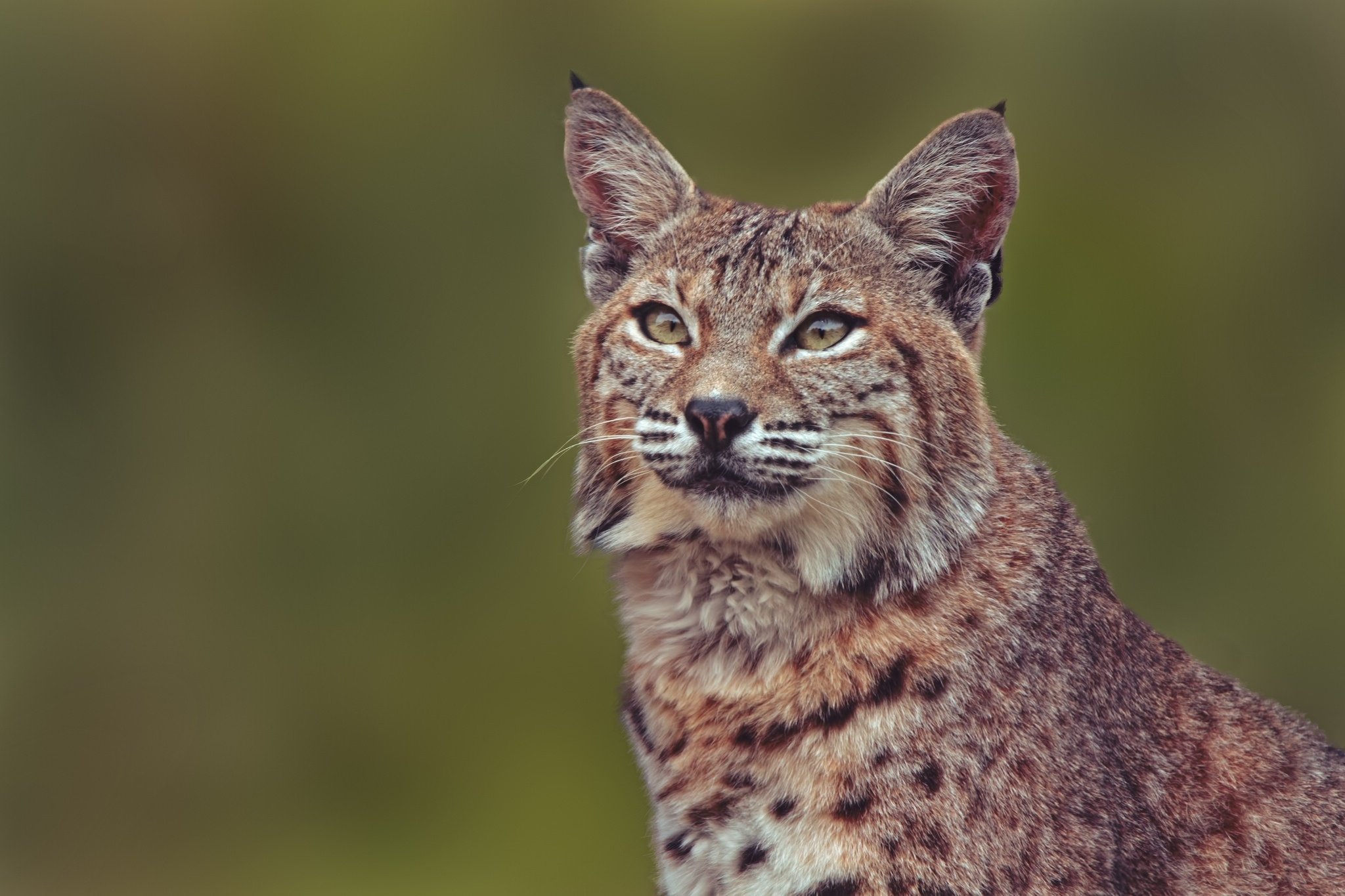 lynx, Wild, Cat, Portrait Wallpapers HD / Desktop and Mobile Backgrounds