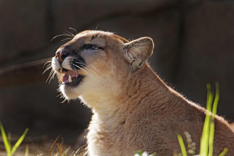 puma, Cougar, Mountain, Lion, Wildcat, Predator HD Wallpaper Desktop Background