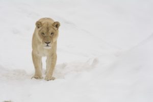 white, Lion, Lioness, Wild, Cat, Carnivore, Muzzle, Winter, Snow